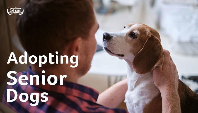 Adopting Senior Dogs: A Choice That Brings Joy and Meaningful Connection to Your Life